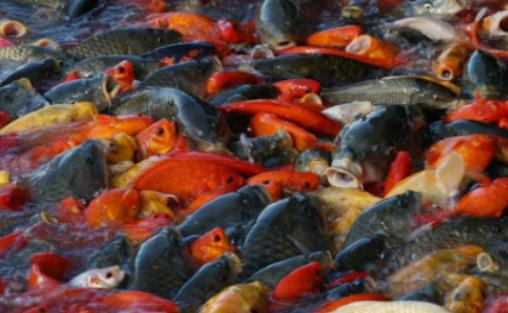 魚缸里加鹽加多了魚會(huì)怎樣?魚缸里面長(zhǎng)的綠毛是什么東西 魚缸里加鹽加多了魚會(huì)怎樣?魚缸里面長(zhǎng)的綠毛是什么東西