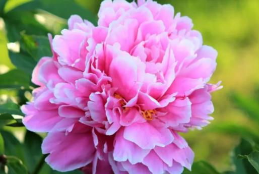 芍藥水養(yǎng)要多水還是少水?芍藥什么季節(jié)開花 芍藥水養(yǎng)要多水還是少水?芍藥什么季節(jié)開花