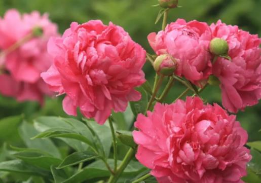 為什么家里不能養(yǎng)芍藥花?芍藥花怎么插花瓶 為什么家里不能養(yǎng)芍藥花?芍藥花怎么插花瓶