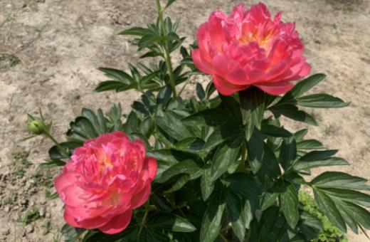 家里養芍藥花破財嗎?芍藥花插水里可以養幾天 家里養芍藥花破財嗎?芍藥花插水里可以養幾天