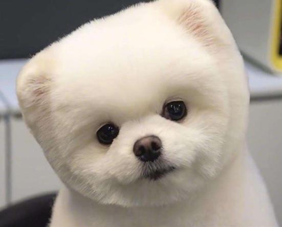 十大最可愛的小型犬排行榜,泰迪可愛活潑、博美造型可多變 十大最可愛的小型犬排行榜,泰迪可愛活潑、博美造型可多變