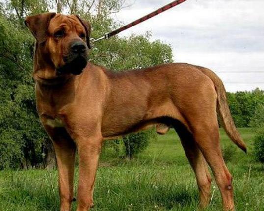 世界十大禁養猛犬排行榜,比特犬非常兇猛、日本土佐喜歡打斗 世界十大禁養猛犬排行榜,比特犬非常兇猛、日本土佐喜歡打斗