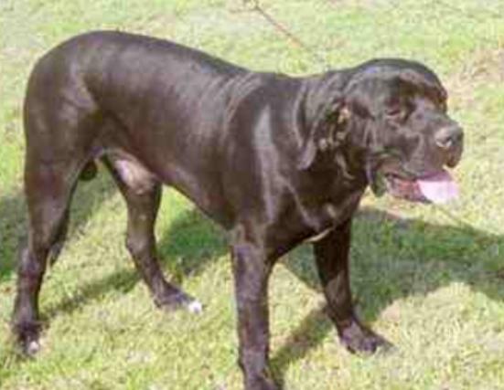 世界十大禁養猛犬排行榜,比特犬非常兇猛、日本土佐喜歡打斗 世界十大禁養猛犬排行榜,比特犬非常兇猛、日本土佐喜歡打斗