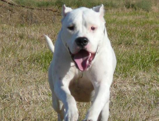 世界十大禁養猛犬排行榜,比特犬非常兇猛、日本土佐喜歡打斗 世界十大禁養猛犬排行榜,比特犬非常兇猛、日本土佐喜歡打斗