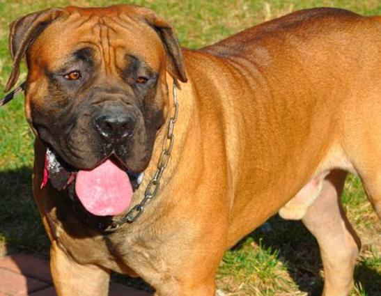 世界十大禁養猛犬排行榜,比特犬非常兇猛、日本土佐喜歡打斗 世界十大禁養猛犬排行榜,比特犬非常兇猛、日本土佐喜歡打斗