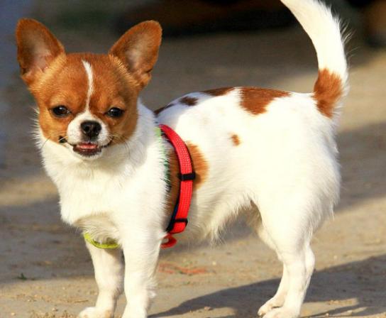 十大溫順的犬排行榜,金毛犬外表萌萌噠、吉娃娃喜歡粘著人 十大溫順的犬排行榜,金毛犬外表萌萌噠、吉娃娃喜歡粘著人