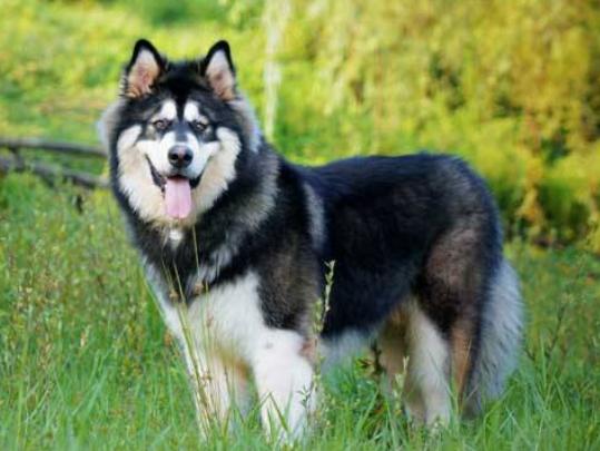 十大溫順的犬排行榜,金毛犬外表萌萌噠、吉娃娃喜歡粘著人 十大溫順的犬排行榜,金毛犬外表萌萌噠、吉娃娃喜歡粘著人