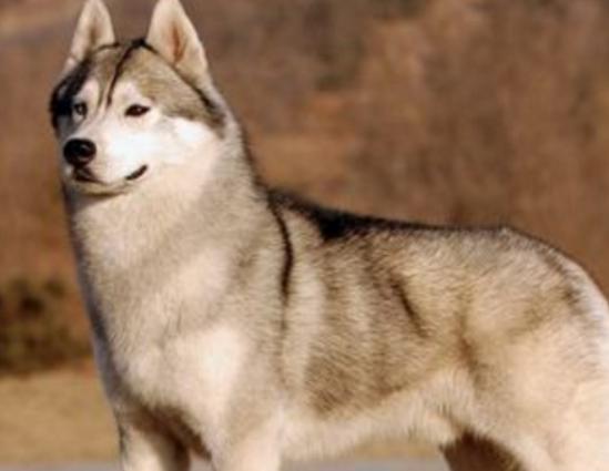 十大溫順的犬排行榜,金毛犬外表萌萌噠、吉娃娃喜歡粘著人 十大溫順的犬排行榜,金毛犬外表萌萌噠、吉娃娃喜歡粘著人