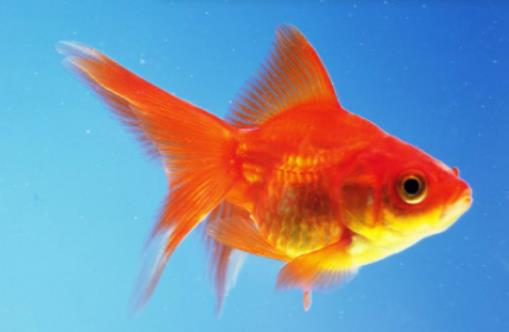 養什么魚冬天凍不死?魚缸腥臭味用什么去除 養什么魚冬天凍不死?魚缸腥臭味用什么去除