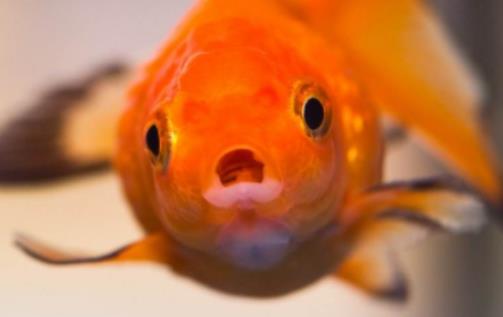 金龍魚(yú)喂食什么最好?金龍魚(yú)一般吃什么 金龍魚(yú)喂食什么最好?金龍魚(yú)一般吃什么