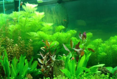 金魚可以放熱帶魚缸嗎?自來水放了一夜能養(yǎng)魚嗎 金魚可以放熱帶魚缸嗎?自來水放了一夜能養(yǎng)魚嗎