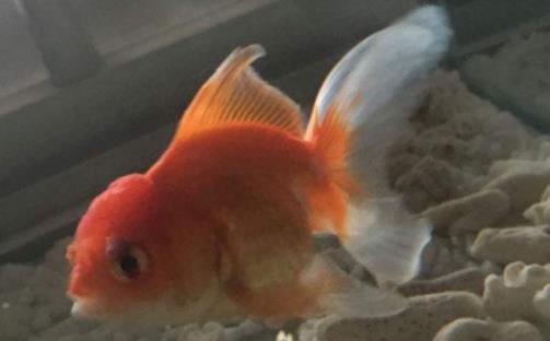 自來水可以直接養魚嗎?魚缸加熱棒能放在底部嗎 自來水可以直接養魚嗎?魚缸加熱棒能放在底部嗎