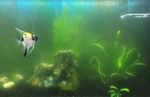魚缸水藻泛濫怎么辦?魚缸水灰蒙蒙的是怎么挽救 魚缸水藻泛濫怎么辦?魚缸水灰蒙蒙的是怎么挽救