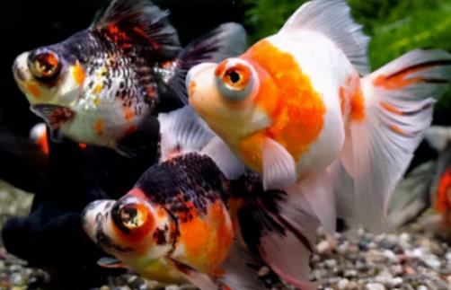 新手最好養的是哪種魚?養魚過水需要多長時間 新手最好養的是哪種魚?養魚過水需要多長時間