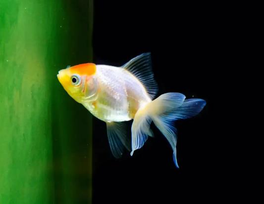 新手最好養的是哪種魚?養魚過水需要多長時間 新手最好養的是哪種魚?養魚過水需要多長時間