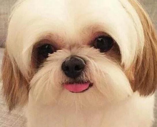 十大狗狗顏值排行榜,博美犬顏值高很討喜、西施犬長得像芭比娃娃 十大狗狗顏值排行榜,博美犬顏值高很討喜、西施犬長得像芭比娃娃