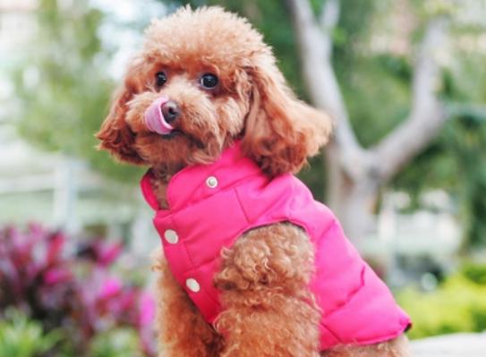十大狗狗顏值排行榜,博美犬顏值高很討喜、西施犬長得像芭比娃娃 十大狗狗顏值排行榜,博美犬顏值高很討喜、西施犬長得像芭比娃娃