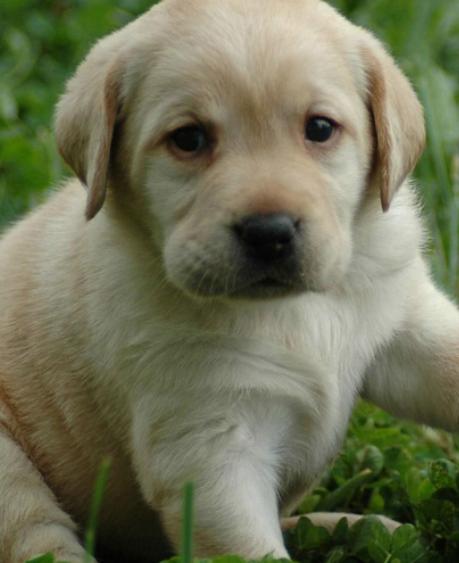 十大狗狗顏值排行榜,博美犬顏值高很討喜、西施犬長得像芭比娃娃 十大狗狗顏值排行榜,博美犬顏值高很討喜、西施犬長得像芭比娃娃