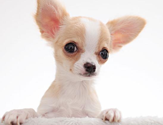 十大狗狗顏值排行榜,博美犬顏值高很討喜、西施犬長得像芭比娃娃 十大狗狗顏值排行榜,博美犬顏值高很討喜、西施犬長得像芭比娃娃