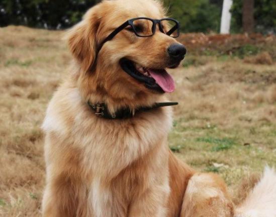 十大狗狗顏值排行榜,博美犬顏值高很討喜、西施犬長得像芭比娃娃 十大狗狗顏值排行榜,博美犬顏值高很討喜、西施犬長得像芭比娃娃
