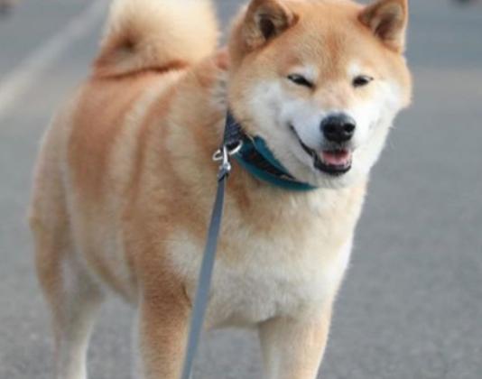 十大狗狗顏值排行榜,博美犬顏值高很討喜、西施犬長得像芭比娃娃 十大狗狗顏值排行榜,博美犬顏值高很討喜、西施犬長得像芭比娃娃