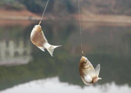 子線秒切是什么魚?小雨釣魚釣深釣淺 子線秒切是什么魚?小雨釣魚釣深釣淺