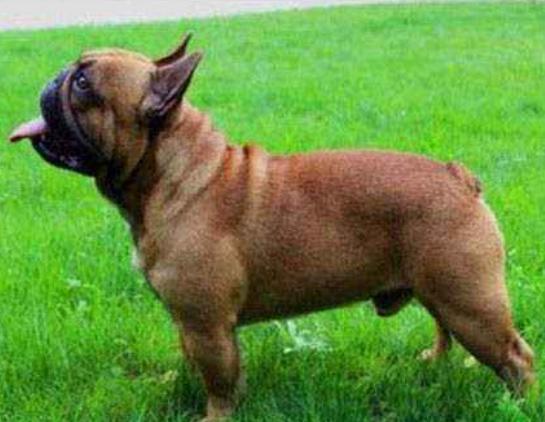 世界十大斗犬排行榜,比特犬個性頑強勇敢、阿根廷杜高十分兇悍 世界十大斗犬排行榜,比特犬個性頑強勇敢、阿根廷杜高十分兇悍