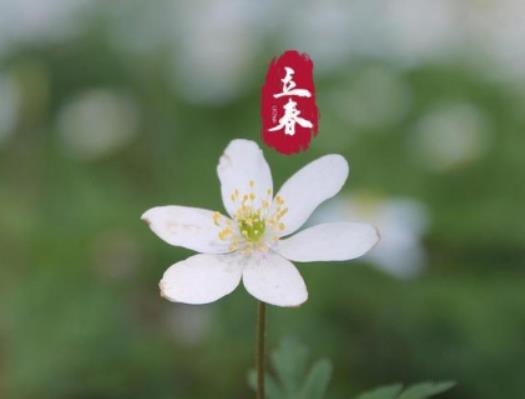 2024年立春是農(nóng)歷哪一天星期幾?2024年沒有春是什么意思 2024年立春是農(nóng)歷哪一天星期幾?2024年沒有春是什么意思