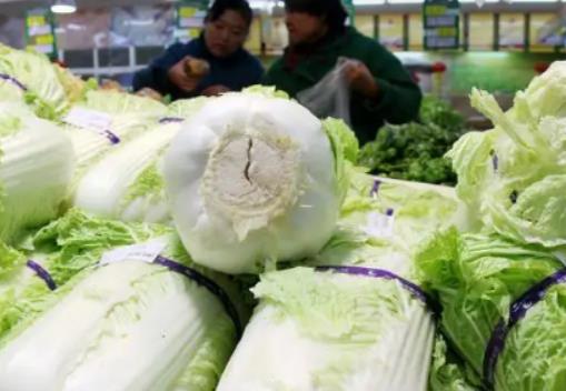 白菜怎么養(yǎng)才長得旺盛?娃娃菜是沒長大的白菜嗎 白菜怎么養(yǎng)才長得旺盛?娃娃菜是沒長大的白菜嗎