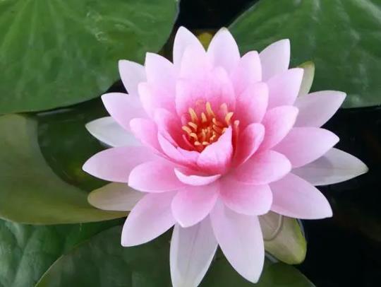 養的睡蓮不開花是怎么回事?魚池內能不能種睡蓮 養的睡蓮不開花是怎么回事?魚池內能不能種睡蓮