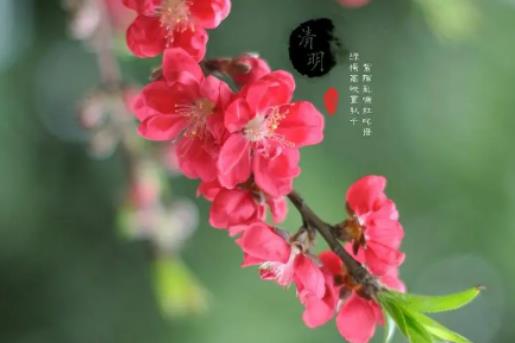 2024年上海迪士尼清明節(jié)人多嗎?2024年上海清明節(jié)還冷不冷 2024年上海迪士尼清明節(jié)人多嗎?2024年上海清明節(jié)還冷不冷