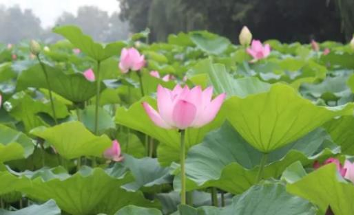今年安徽梅雨季節(jié)是什么時候?安徽今年梅雨季什么時候出梅 今年安徽梅雨季節(jié)是什么時候?安徽今年梅雨季什么時候出梅