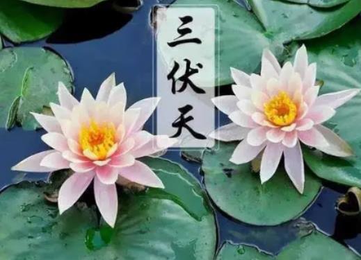 2024三伏天是幾號(hào)到幾號(hào)?三伏天適合吃哪些蔬菜 2024三伏天是幾號(hào)到幾號(hào)?三伏天適合吃哪些蔬菜