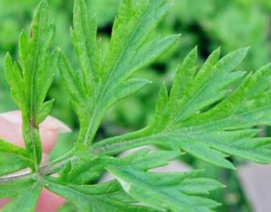 艾草煮水可以治過敏嗎?可以長期用艾葉水洗頭嗎 艾草煮水可以治過敏嗎?可以長期用艾葉水洗頭嗎