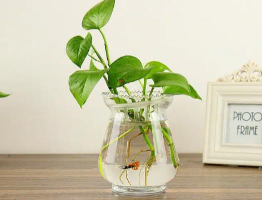 綠蘿需要每天澆水嗎?綠蘿怎么澆水好 綠蘿需要每天澆水嗎?綠蘿怎么澆水好