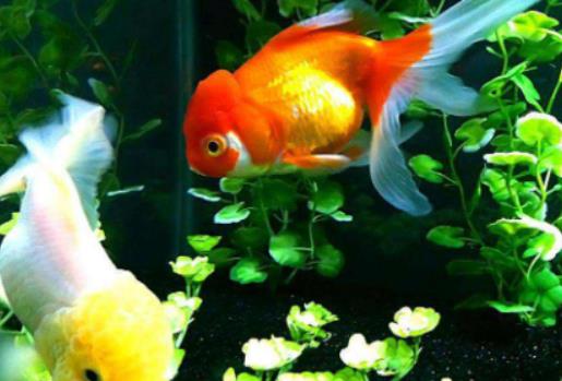 成年金魚一天吃多少?養金魚適合什么水 成年金魚一天吃多少?養金魚適合什么水