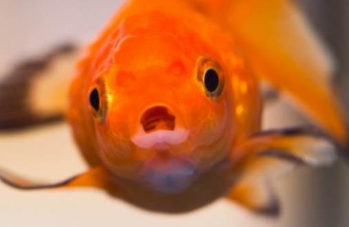 成年金魚一天吃多少?養金魚適合什么水 成年金魚一天吃多少?養金魚適合什么水