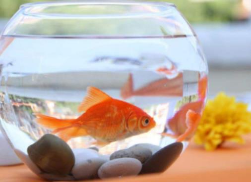 金魚為什么浮上來吐泡泡?養金魚公的好還是母的好 金魚為什么浮上來吐泡泡?養金魚公的好還是母的好