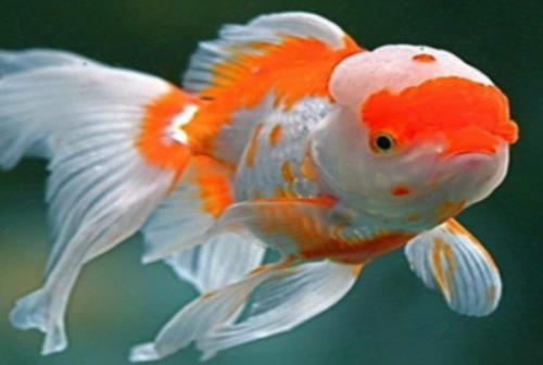 金魚為什么在家里老養不活?金魚身上一層白色的東西怎么治 金魚為什么在家里老養不活?金魚身上一層白色的東西怎么治
