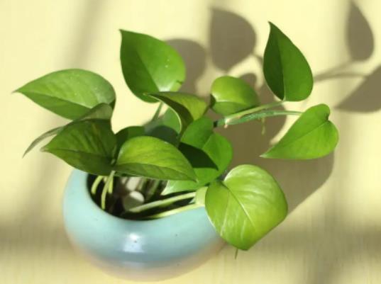 盆栽綠蘿應該怎樣養(yǎng)?淘米水可以澆綠蘿嗎 盆栽綠蘿應該怎樣養(yǎng)?淘米水可以澆綠蘿嗎