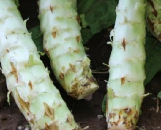 萵筍不能和什么同食?萵筍怎么做好吃? 萵筍不能和什么同食?萵筍怎么做好吃?