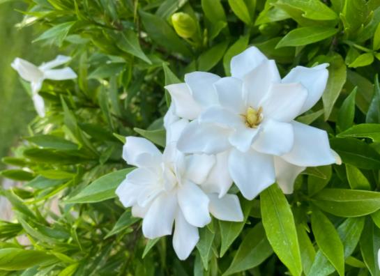 梔子花忘記澆水蔫了還能不能活?梔子花適合放在哪里養護