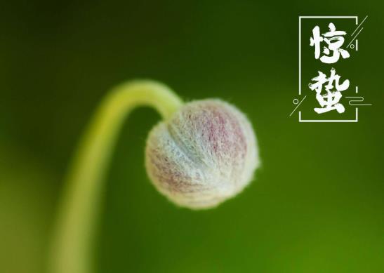 2022驚蟄刮風(fēng)還要再冷多少天?2022年3月5日驚蟄是什么節(jié)日