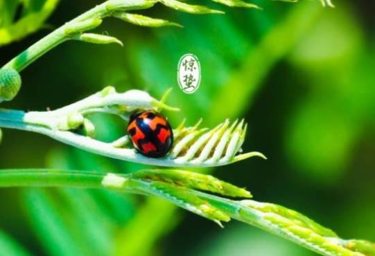 驚蟄節(jié)氣吃什么食物好?驚蟄打雷在什么時候打