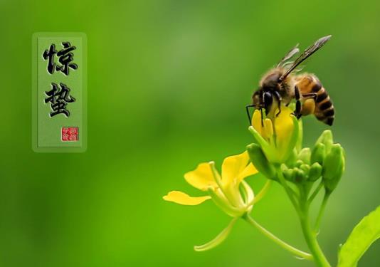 為什么驚蟄要脫帽子?驚蟄節氣要注意什么