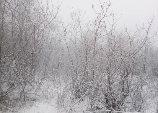 下雪天開車用前驅好還是后驅好?新手冰雪天氣行車駕駛技巧
